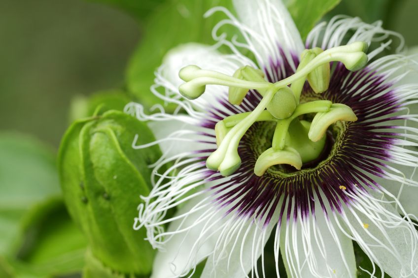 Passionflower and Anxiety