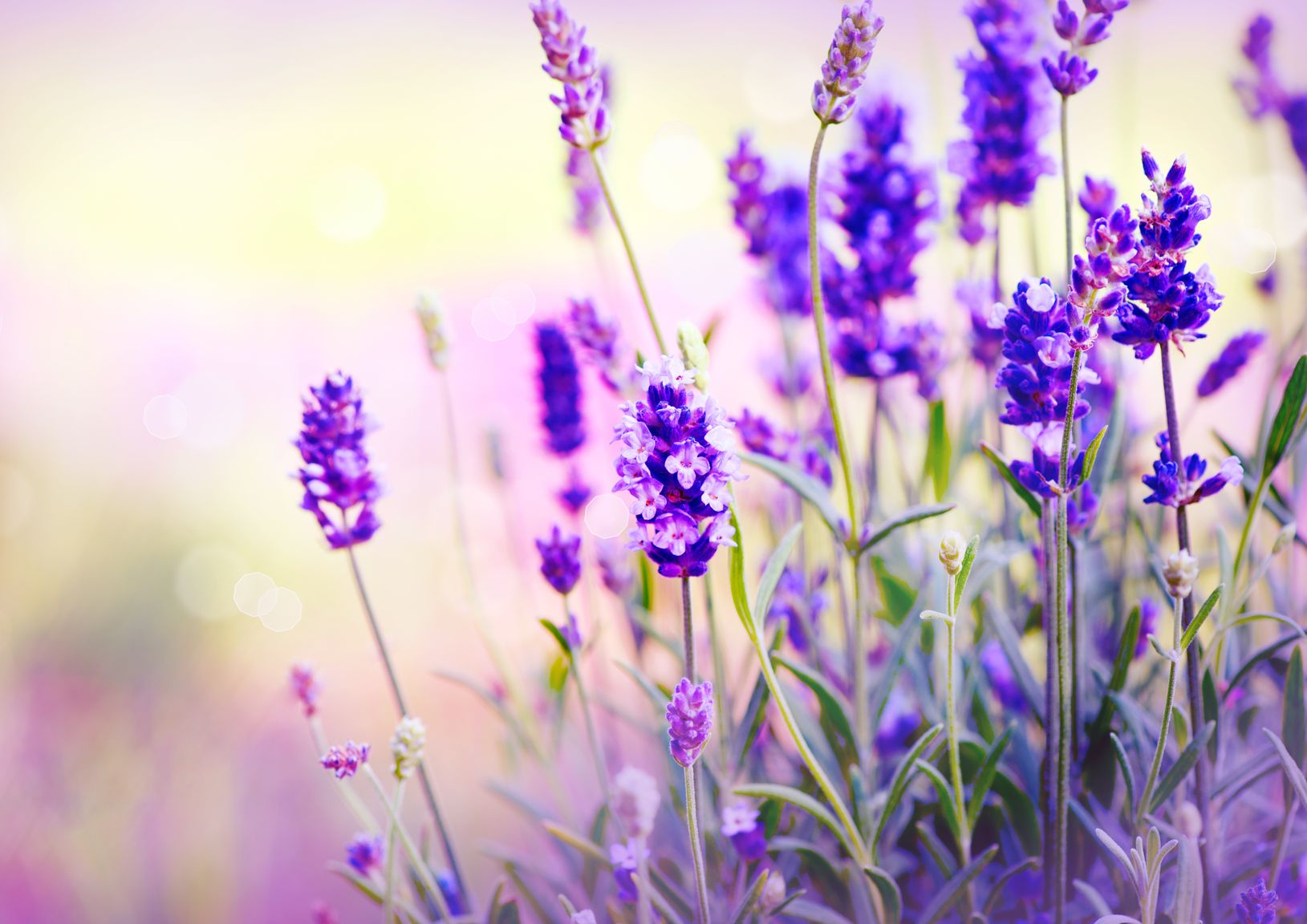 Lavender in Your Daily Life - Four Little-Known Uses