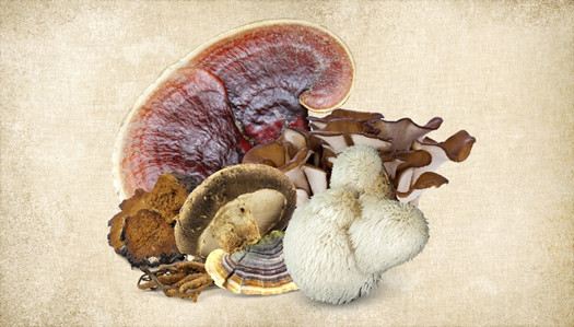 Mushroom medicine