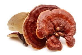 Mushrooms and the Research in CancerID