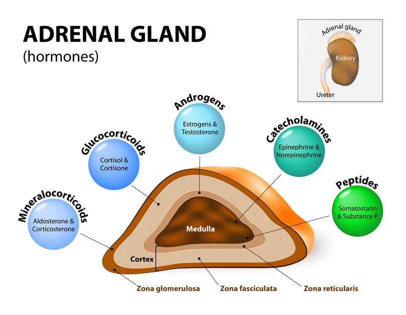 what hormones are secreted by the adrenal glands