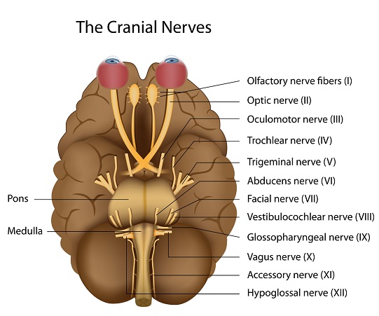 It’s All In Your Head - Harnessing the Vagus Nerve to Boost Physical Health