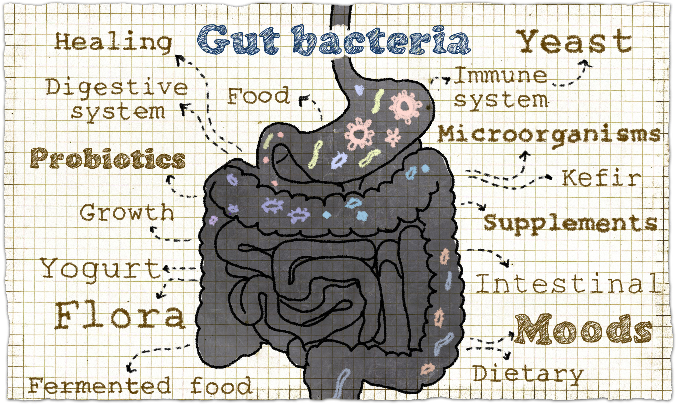 The Brain-Gut Connection - Resetting and Rebalancing