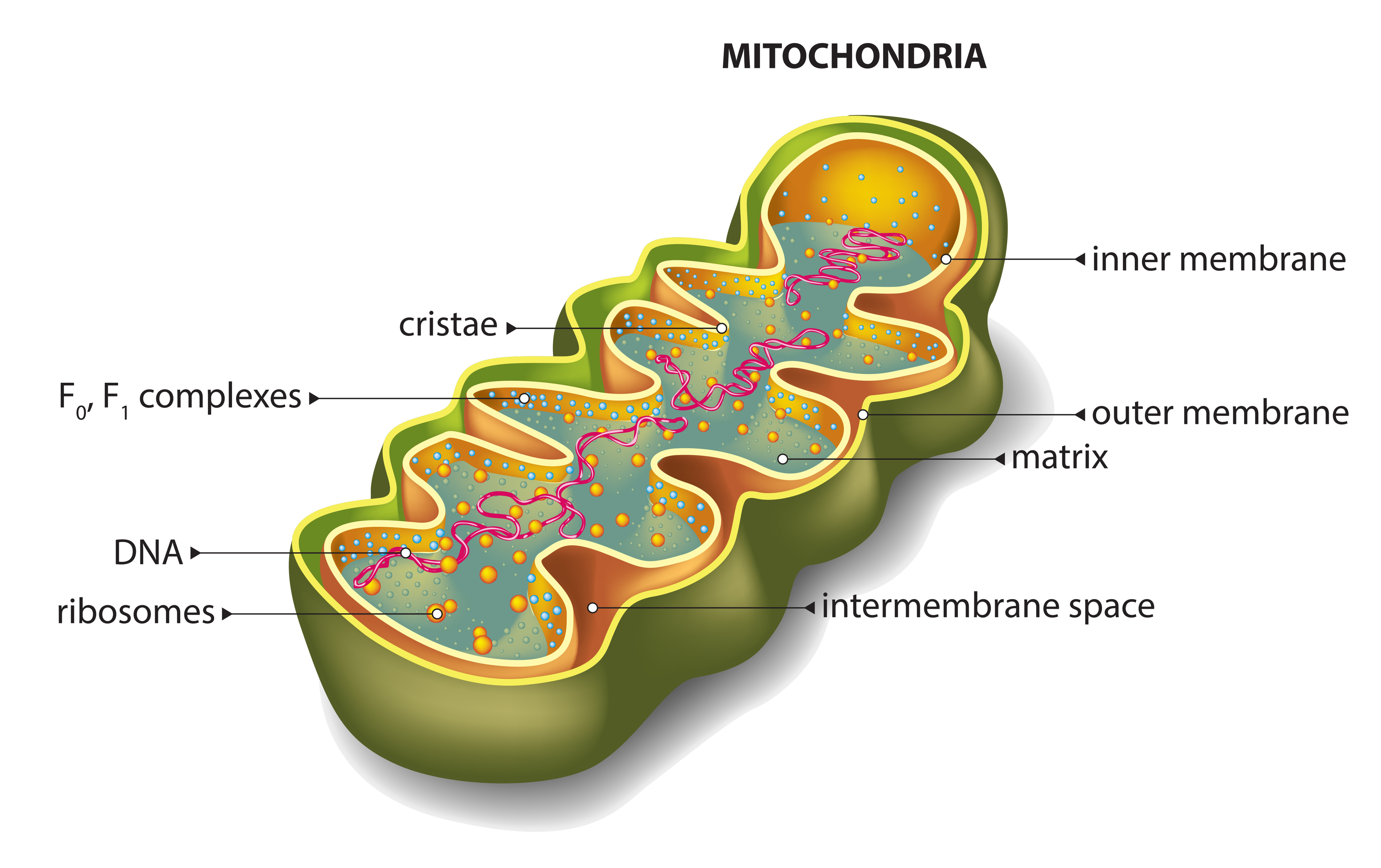 Матрикс биология. Строение митохондрии. Митохондрии 3д. Строение митохондрии клетки. Межмембранное пространство митохондрий.