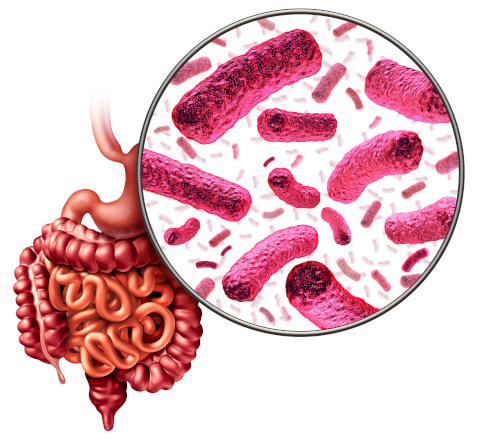 Would it surprise you to know that the human colon contains about 3.3lbs of bacteria?[1] This microbiota is practically its own organ, acting as an entire ecosystem, with its own immune system, nervous system, and the ability to influence what the body absorbs from inside the intestinal lumen.  Consider the gut as the bridge between the inside of the body and the outside, connected by signals, nerves, compounds and other molecules. The gastrointestinal tract (GIT) is like a tube running from one end of your body to the other, acting as a barrier between what you ingest and what actually gets absorbed. Its job is to absorb nutrients and protect you from pathogens. However, at the same time, you have trillions of bacteria in there, working along this lining, and determining influential aspects of your health.  The gut lining must stay tightly controlled to stop anything that you eat from just wandering into your blood stream. These cells are susceptible to changes and inflammation all related to what you’re eating (what the cells are exposed to) and the strains of bacteria species present.  Probiotic supplementation has been shown to reinforce the barrier of the intestinal lining.[2] This barrier not only decreases infections, but also prevents reactions to food antigens, causing food sensitivities or IgG immune system reactions. These reactions have been responsible for a multitude of symptoms such as gas, bloating, diarrhea, and eczema.  The composition of the gut microflora isn’t just based on probiotics supplementation though. A poor diet can lead to a change in the species composition that colonizes the gut. The gut microbiota not only help to digest your leftovers from higher up in the intestines, but they actually produce their own cocktail of nutrients, neurotransmitter signals and other chemicals that determine your health.   The Role of the Gut Microbiota in Host Health The term “gut microbiota” is used to describe the multitude of species and colonies of bacteria and yeast in the GIT. The composition of 