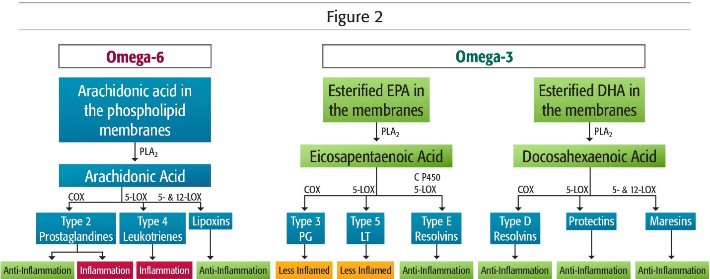 Omega-Fatty-Acids-and-Pregnancy