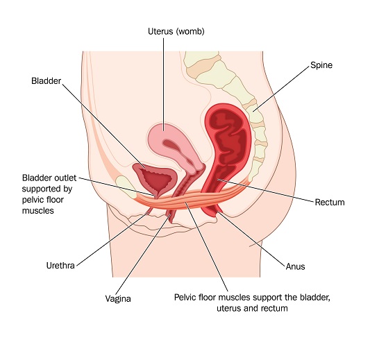 Ejercicios para la incontinencia urinaria