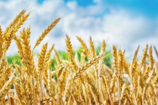 Gluten and Its Impact on Chronic Disease