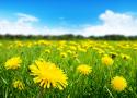 More Than Just a Garden Weed - Naturopathic Perspectives on Dandelion  