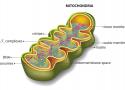 Why Mitochondria Are Much More than Powerhouses