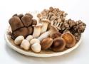 Mushrooms and the Research in Cancer