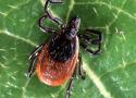 Lyme Disease—Don’t Let the Bugs Bite You