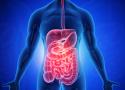 The Gut Microbiome and Health Naturopathic Perspectives