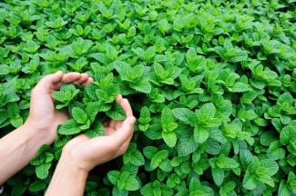 Five Herbs to Start Your Own Medicinal Garden - Herbal Essentials