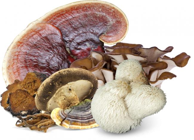 Five Medicinal Mushrooms - Health Benefits