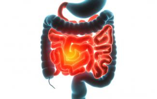 ¿Cómo logra la Saccharomyces boulardii cerrar la brecha en un caso de intestino permeable?