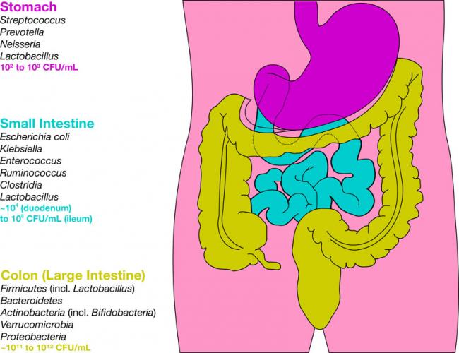Le SIBO : La prolifération bactérienne de l'intestin grêle