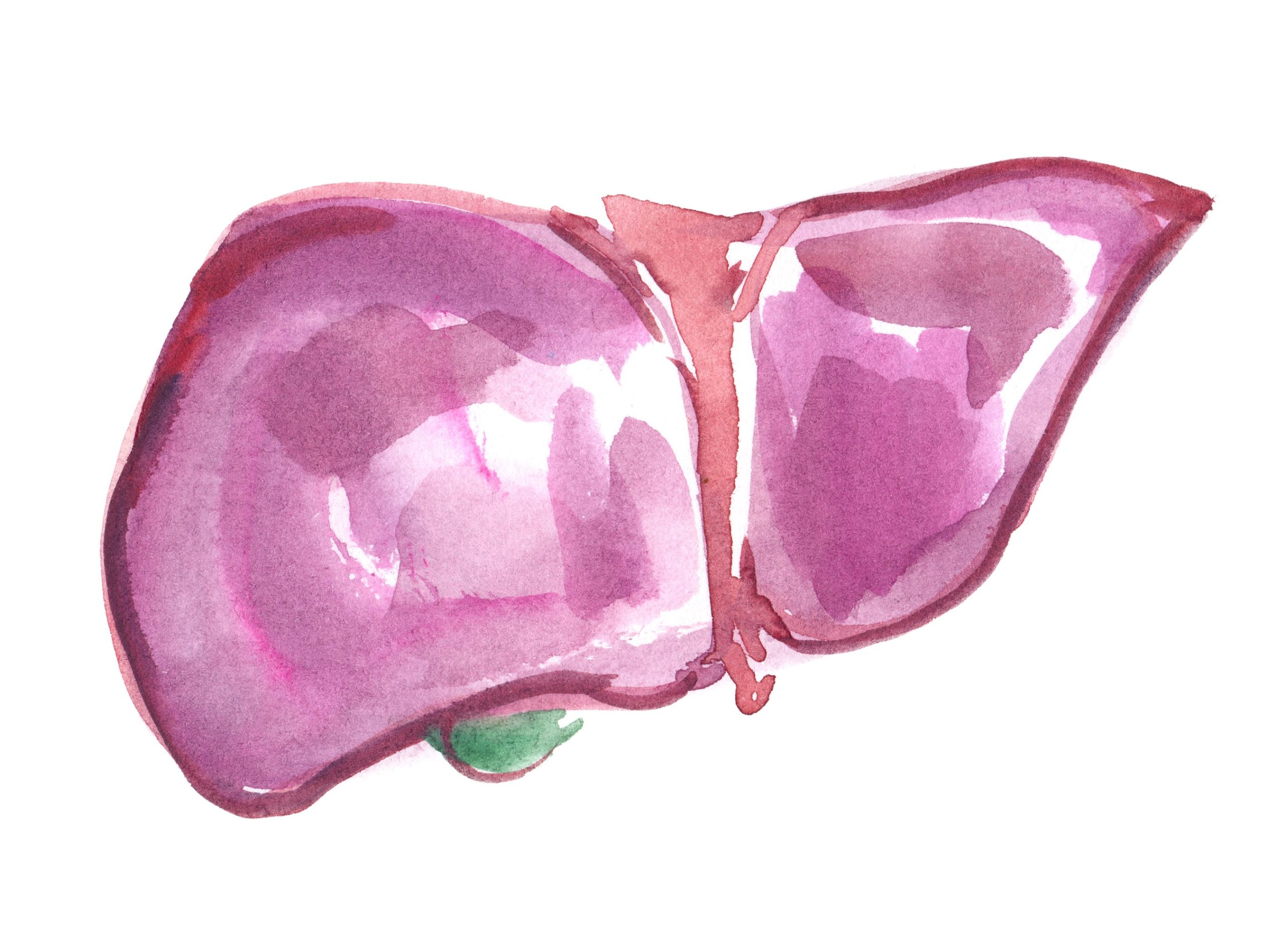 liver