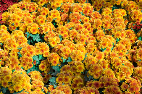 Medical Garden