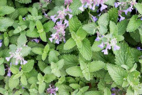 Medical Garden