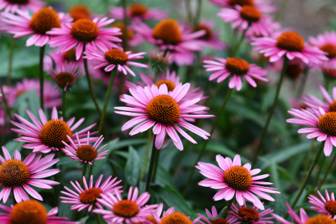 Medical Garden