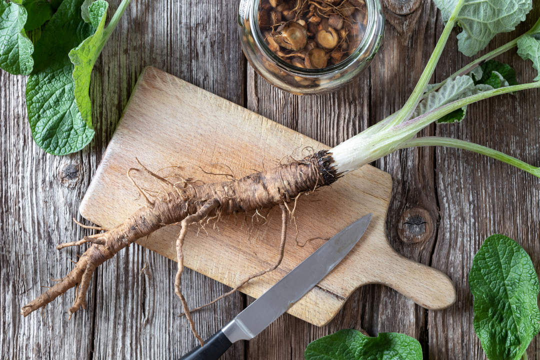 Burdock