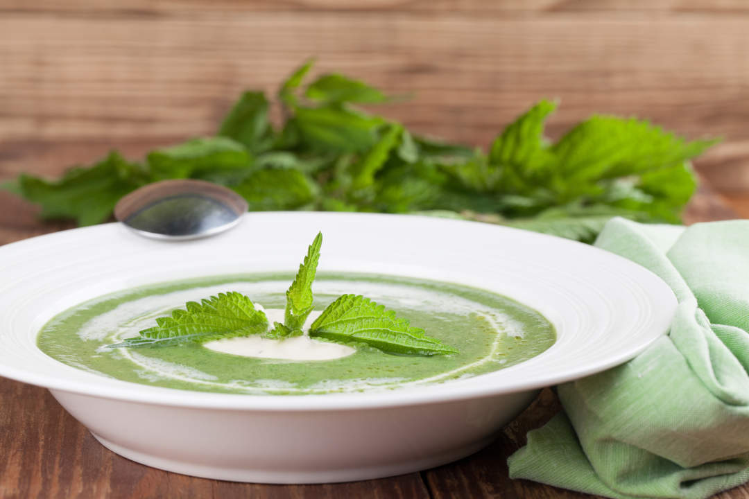 Stinging Nettle
