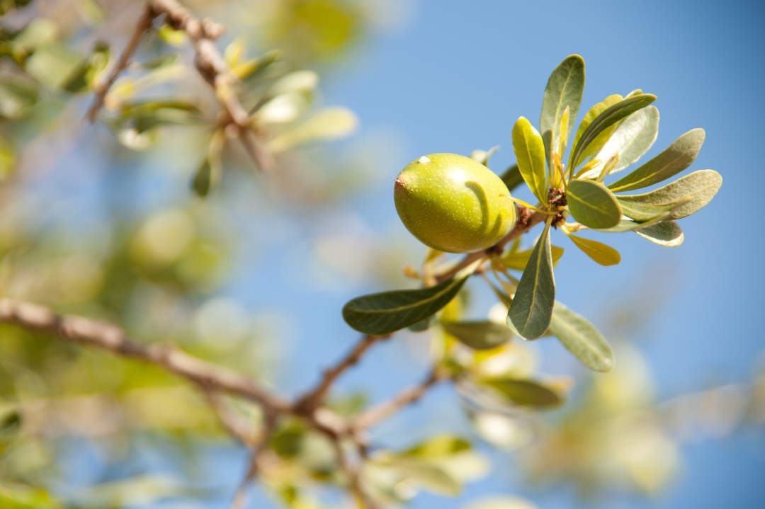 Argan