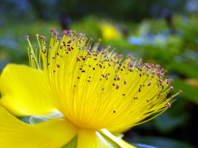 St. John’s Wort and Antidepressants
