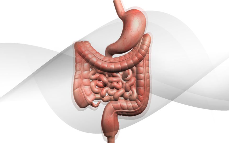 Phosphatidylcholine and Gut Health