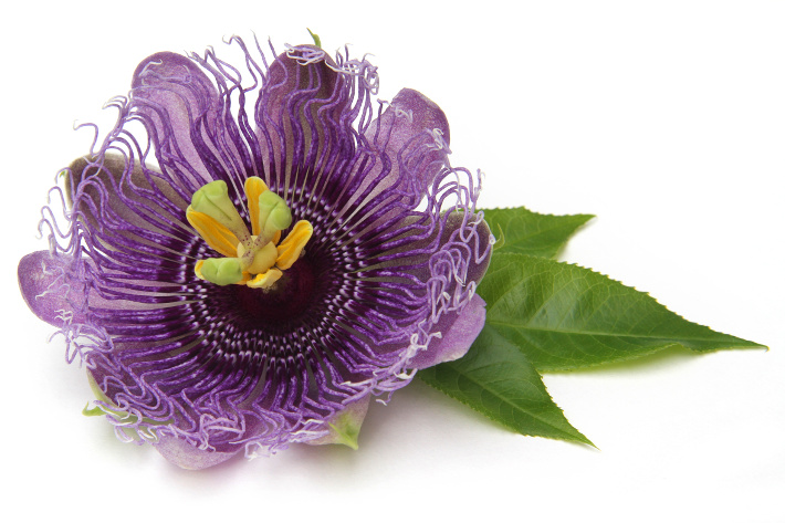 Finally, Some Shut Eye - Naturopathic Treatments for Insomnia and Sleep Disturbance
