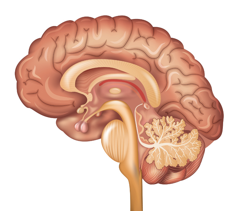 Green Tea and l-Theanine Effects on Cognition and Attention During Stress