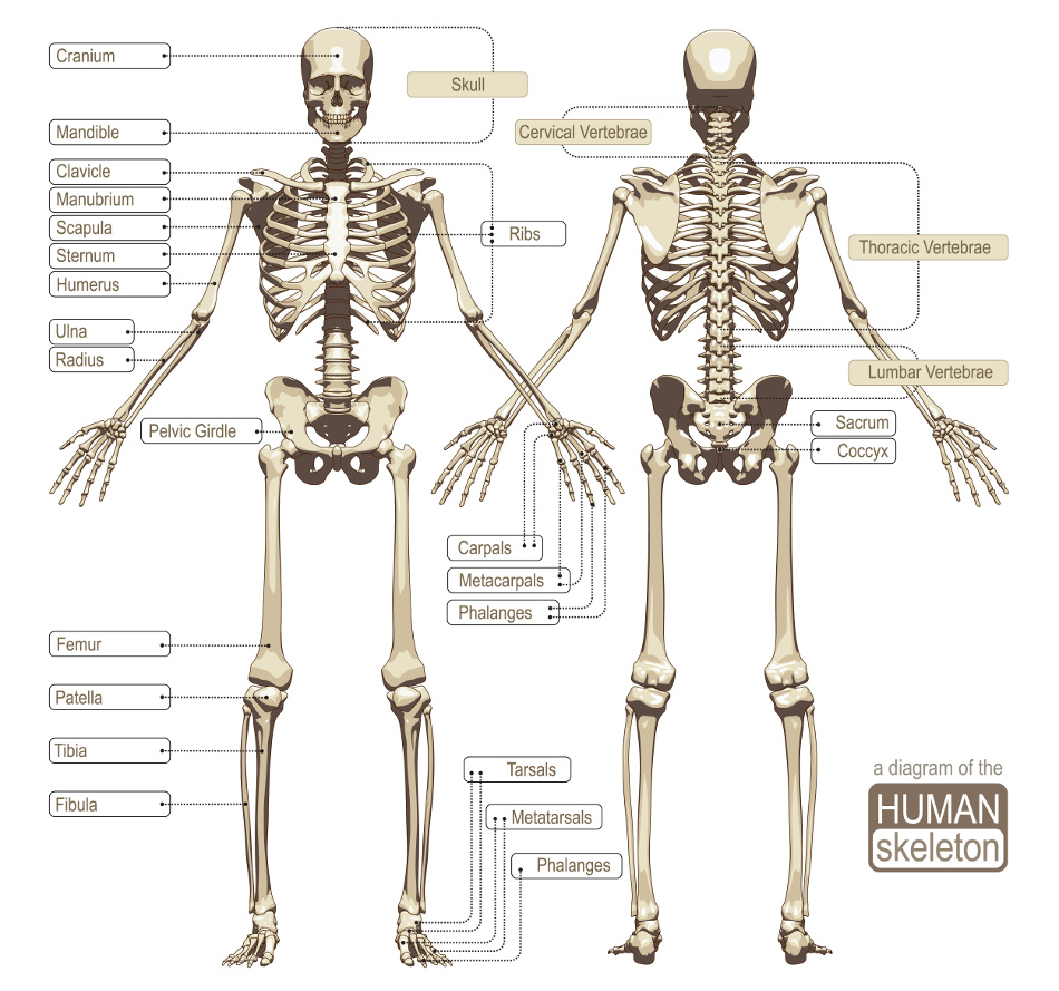 Managing Osteoporosis - Considering the Overlooked Nutrients and Best Assessment Tools