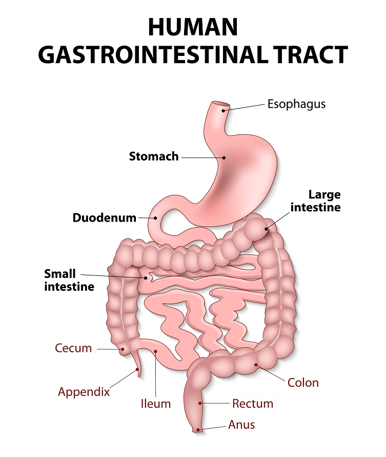 Hypothyroidism: Causes and Management