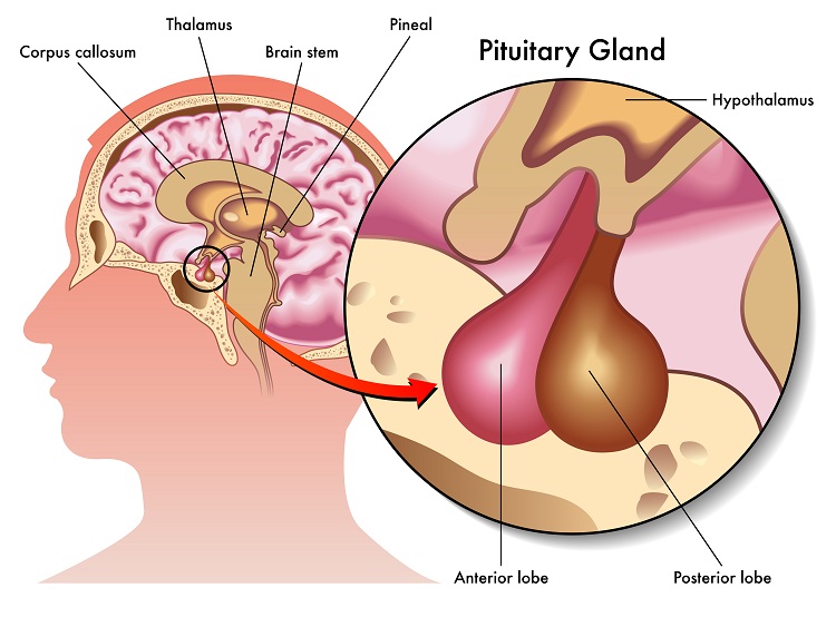 Where to Start with Thyroid Imbalance