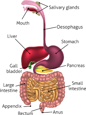 The Development of Food Sensitivities - True and False Sensitivities and What to Do About Them