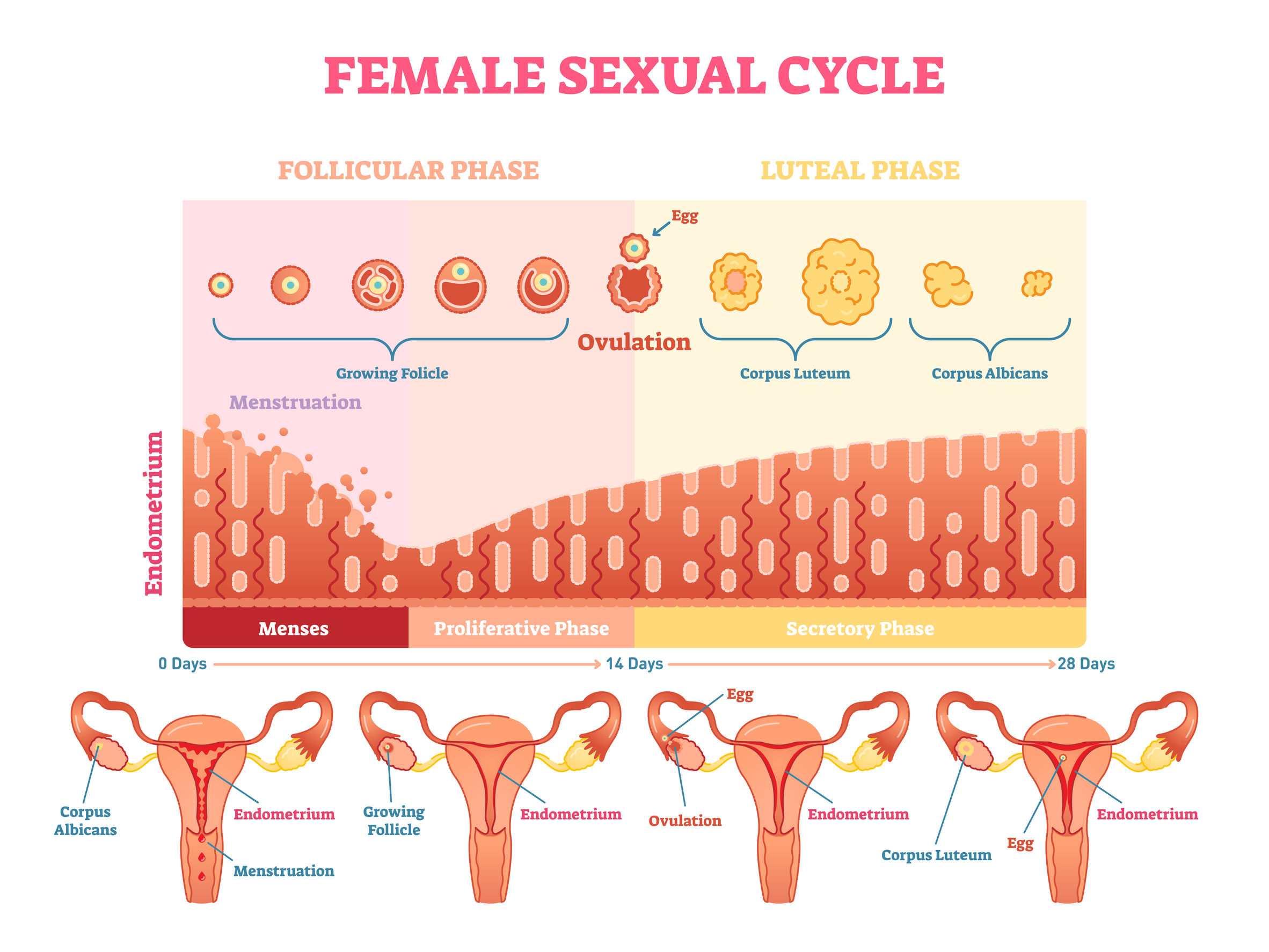 Preparing For Conception